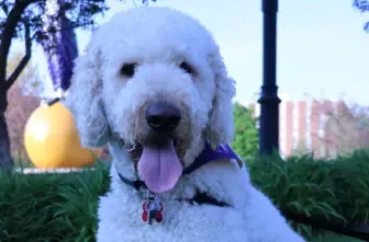 Therapy Dog Thursday 